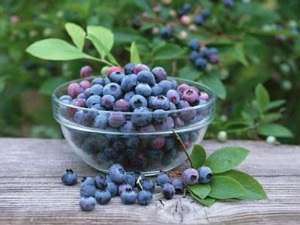 bilberry herb